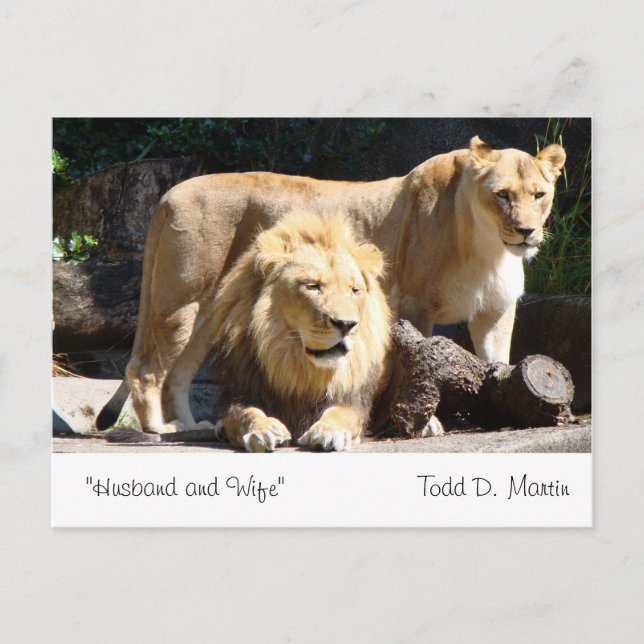 Carte Postale "Mari et femme" Par : Todd D. Martin (Devant)