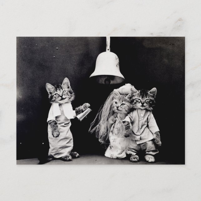 Carte Postale Mariage de Chatte (Devant)