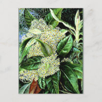 Marianne Nord - Olearia argophylla