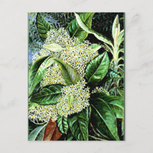 Carte Postale Marianne Nord - Olearia argophylla