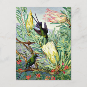 Carte Postale Marianne North - Fleurs de miel et suceurs de miel