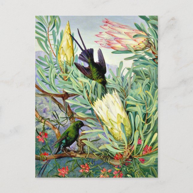 Carte Postale Marianne North - Fleurs de miel et suceurs de miel (Devant)