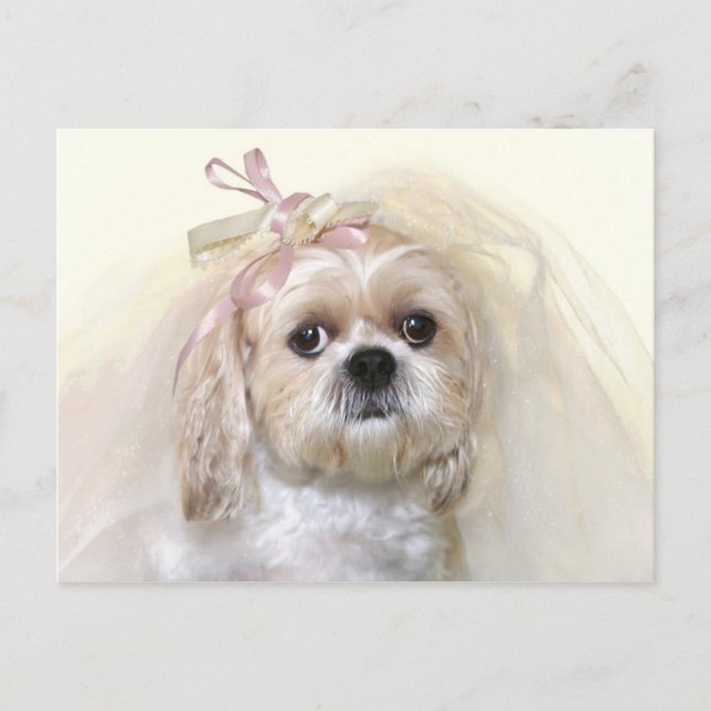 Carte Postale Mariée Shih Tzu (Devant)