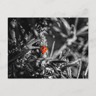 Carte Postale Marienkäfer