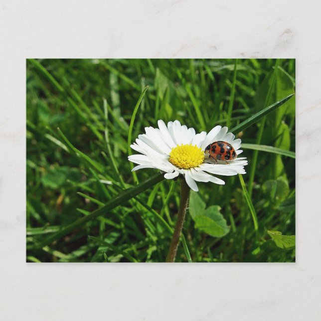 Carte Postale marienkäfer auf gänseblümchen (Devant)