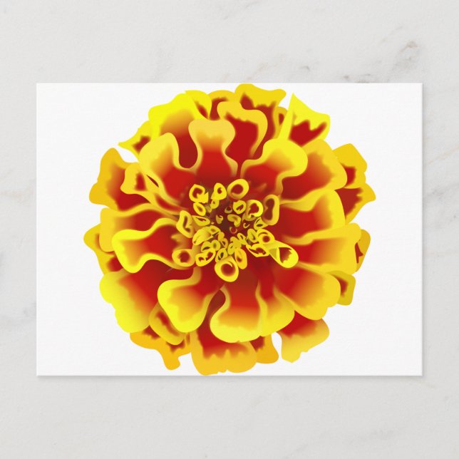 Carte Postale Marigold (Devant)
