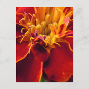 Carte Postale Marigold haut
