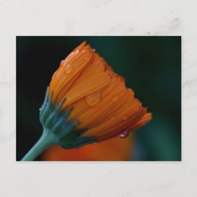 Carte Postale marigold orange (Devant)