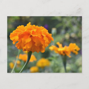 Carte Postale Marigold Orange Fleur Nature Jardin photographique