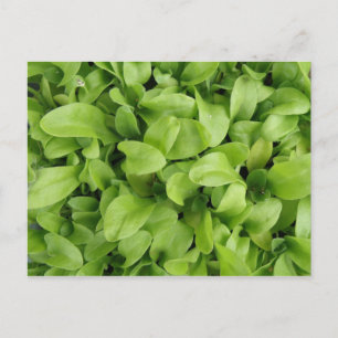 Carte postale Marigold Seedlings