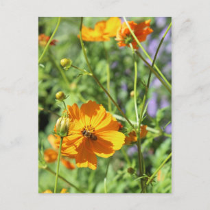 Carte Postale Marigolds # 5