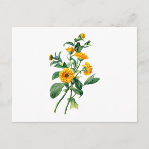 Carte Postale Marigolds Ensoleillé Dessiné De La Nature