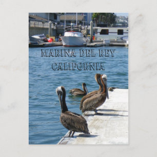 Carte postale Marina Del Rey Belicans !