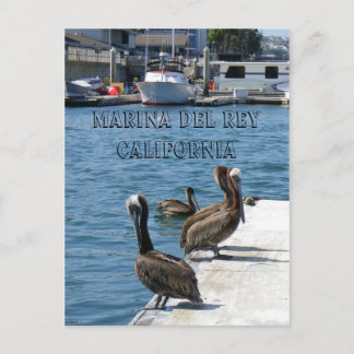 Carte postale Marina Del Rey Belicans !