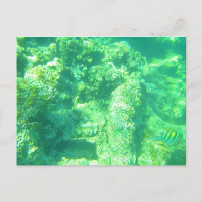 CARTE POSTALE MARINE CARRIBÉENNE 13 (Devant)