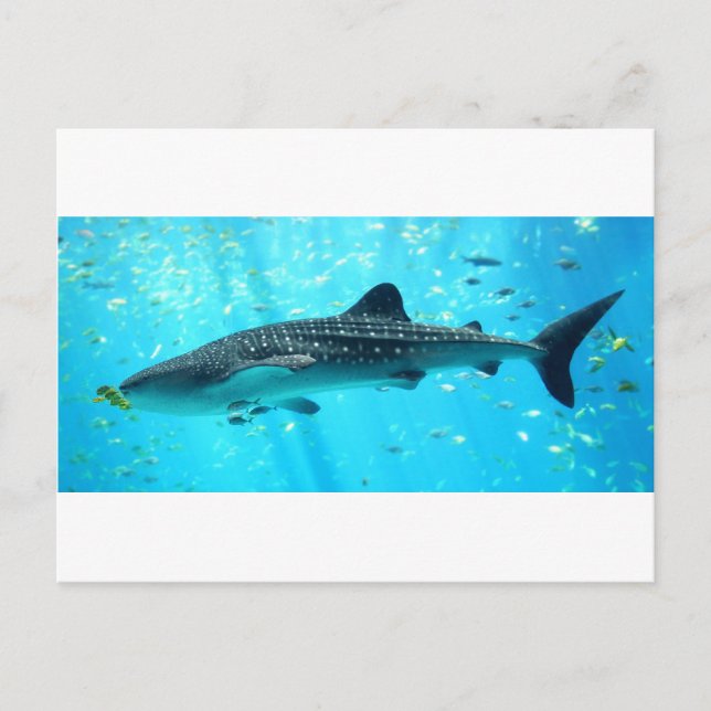Carte Postale Marine Eau Chic Cool élégant Baleine Bleue Requin (Devant)
