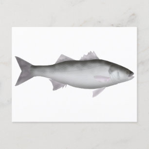 Carte Postale Marine européenne