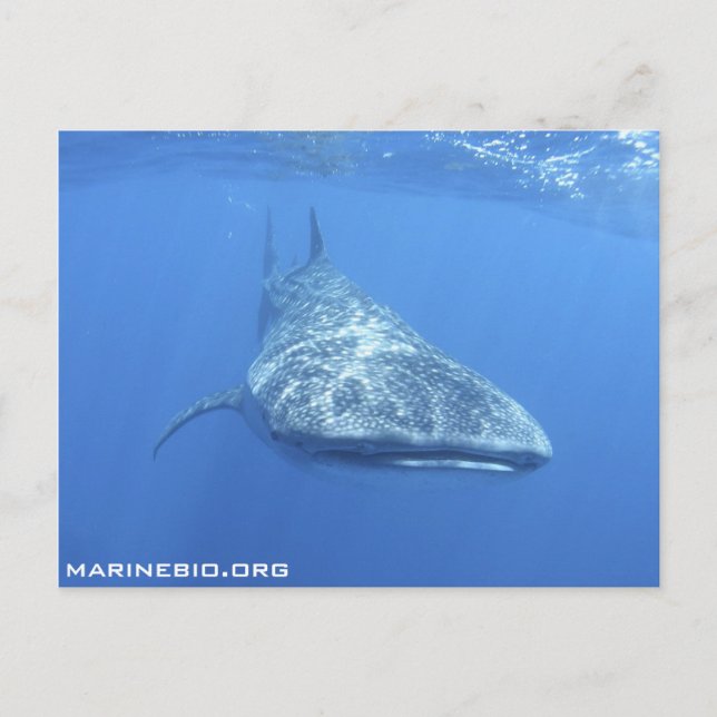 Carte postale MarineBio (Devant)