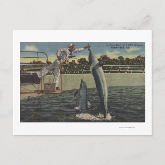 Carte Postale Marineland, Floride - Vue de l'alimentation des ma (Devant)