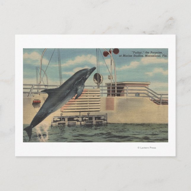 Carte Postale Marineland, Floride - Vue de Pudgy le (Devant)