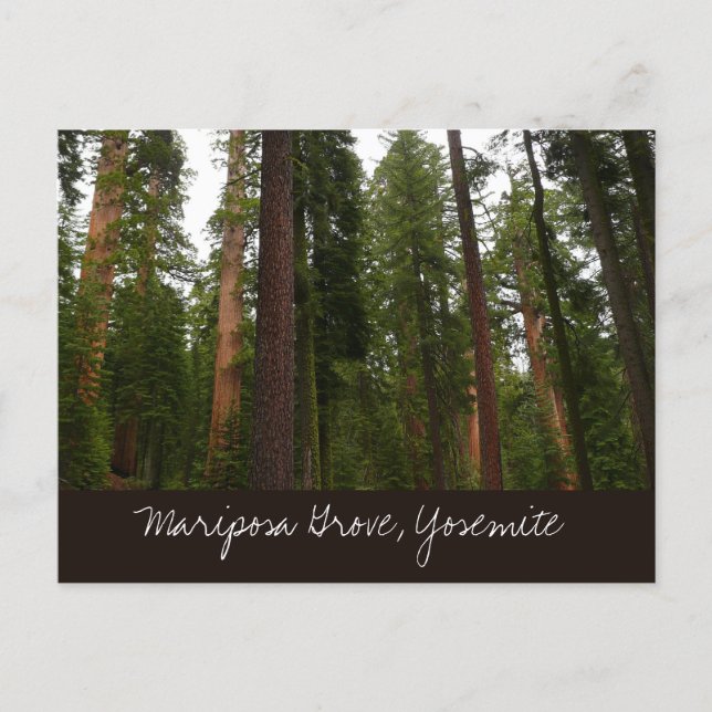 Carte Postale Mariposa Grove in Yosemite National Park (Devant)