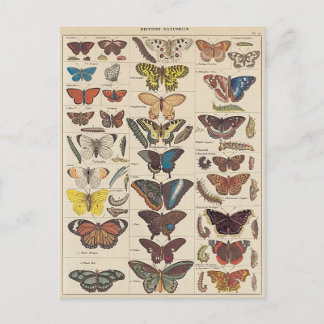 Carte Postale Mariposas