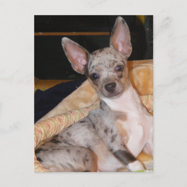Carte Postale Marley~Classe & Colliage couleur (Devant)