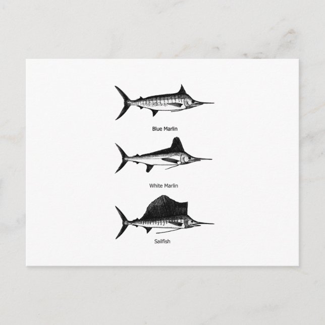 Carte Postale Marlin Blanc - Marlin Bleu - Logo de Sailfish (Devant)