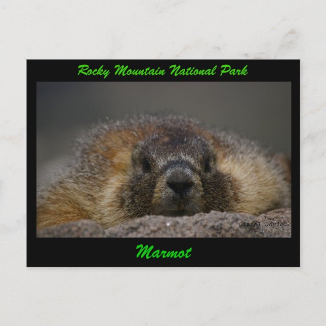 Carte Postale Marmot (Devant)
