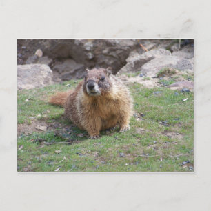 Carte Postale Marmot