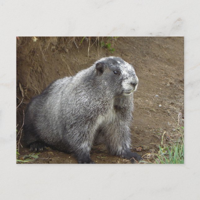 Carte Postale Marmot (Devant)