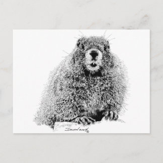 Carte Postale Marmot