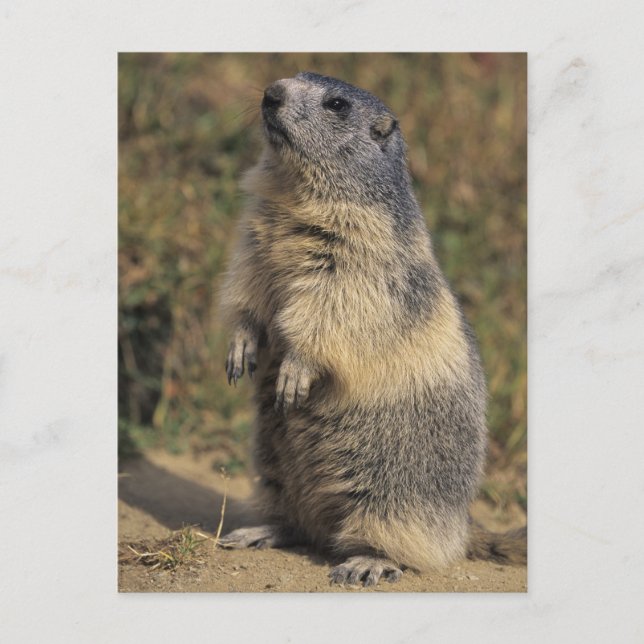 Carte Postale Marmot alpin, marmota de Marmota, position adulte (Devant)