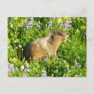 Carte Postale Marmot dans le Mont Rainier Fleurs sauvages