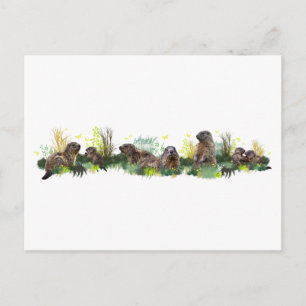 Carte postale Marmot Meadow