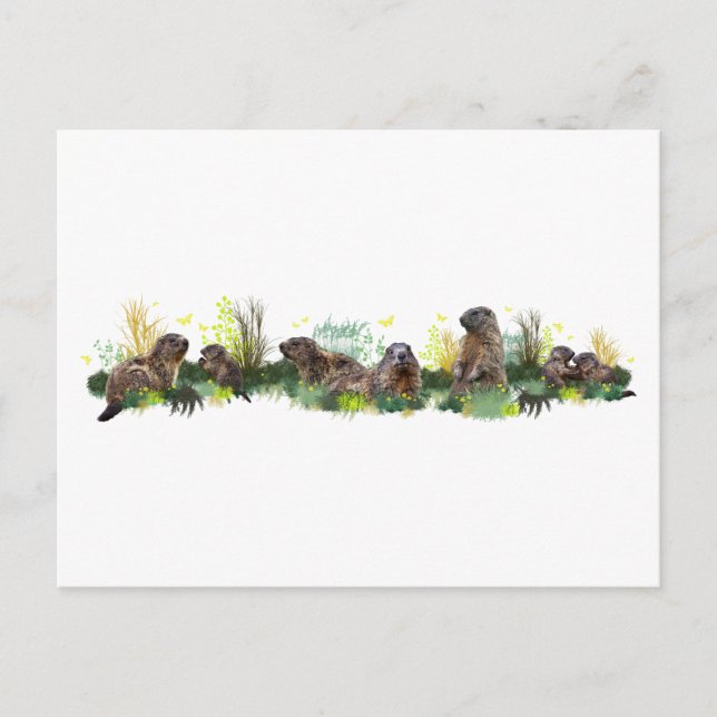 Carte postale Marmot Meadow (Devant)
