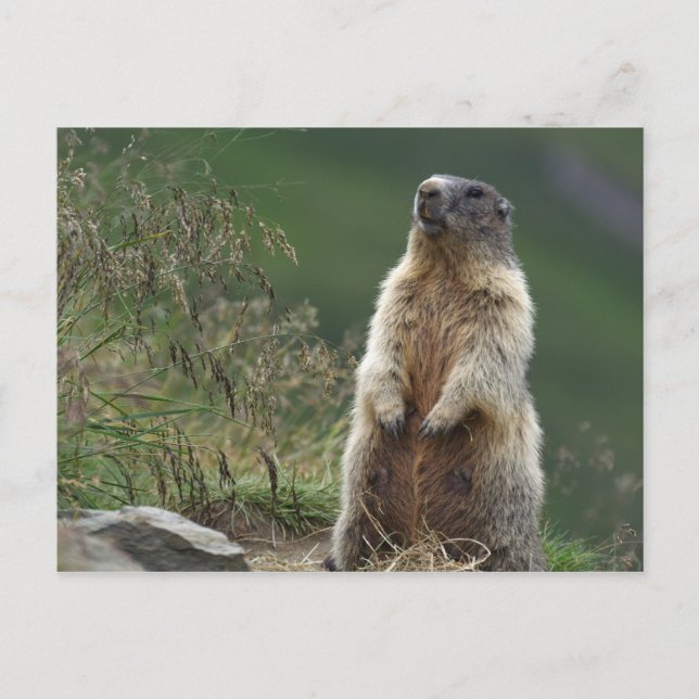 Carte Postale Marmota marmota (Devant)