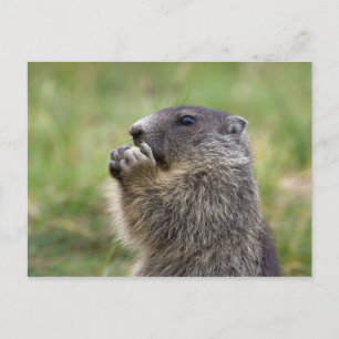 Carte Postale Marmota marmota