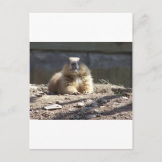 Carte Postale Marmotte