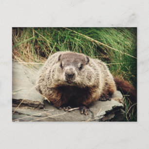 Carte Postale Marmotte