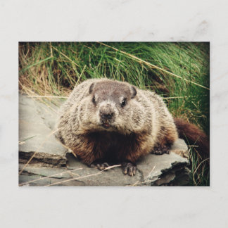 Carte Postale Marmotte