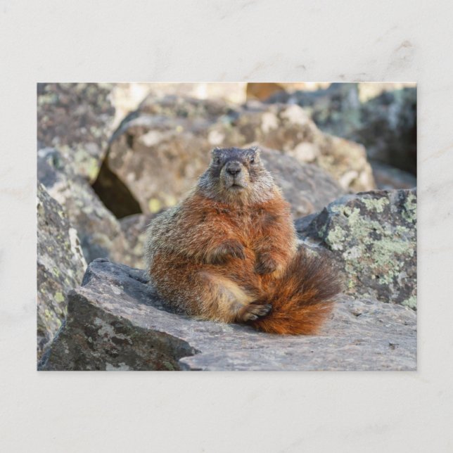 Carte postale Marmotte à ventre jaune (Devant)