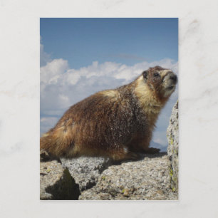 Carte Postale Marmotte à ventre jaune en Yosemite