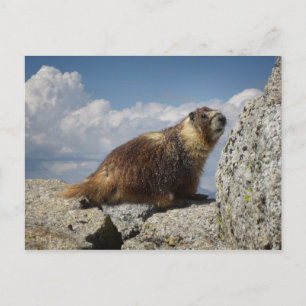 Carte Postale Marmotte à ventre jaune en Yosemite