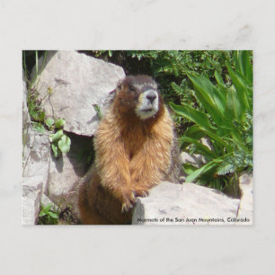 Carte Postale Marmotte des monts San Juan, Co...