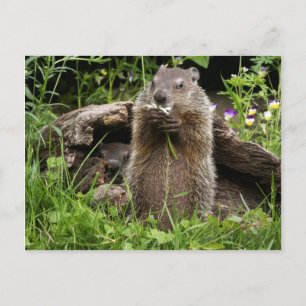 Carte Postale Marmotte mâchonnant une fleur