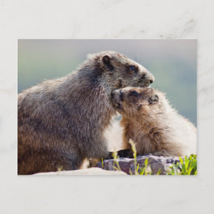 Carte Postale Marmotte mère avec bébé