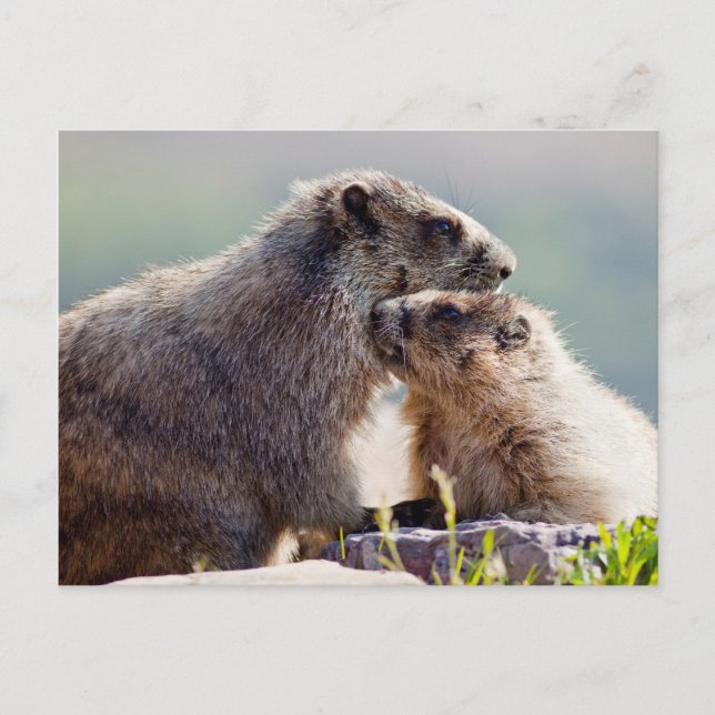 Carte Postale Marmotte mère avec bébé (Devant)
