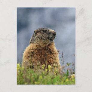 Carte Postale marmotte sur la prairie alpine