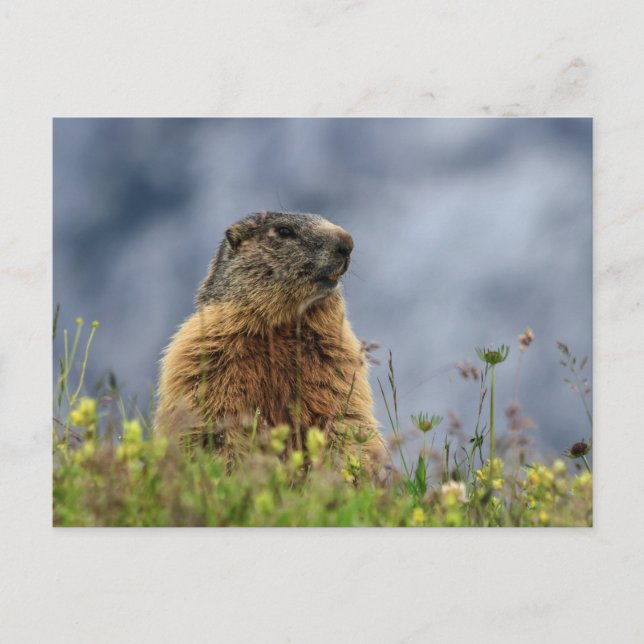 Carte Postale marmotte sur prairie alpine (Devant)